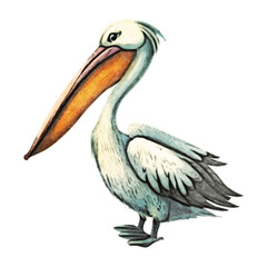 Pelican Watercolor Illustration
