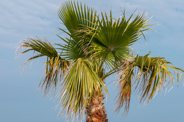 palmiers sur fond de ciel bleu