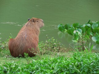 Calm capybara in the river