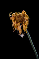 Beautiful Yellow  dahlia withered flower isolated on a black background. Concept of nostalgia, melancholy and even death.