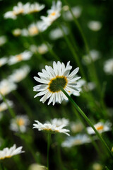 Fototapeta premium Big chamomiles on nature background