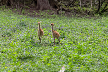 The Sandhill crane (Antigone canadensis), several day young ones in the meadow.