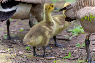 Canada goose (Branta canadensis) gosling on a meadow.