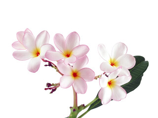 bouquet gentle pink frangipani flower with foliage isolated on transparent