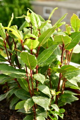 laurel herb in pot detail greens fresh