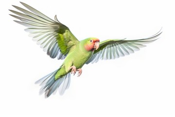 Flying big green ringed or Alexandrine parakeet. Generative AI