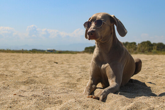 dog on the beach watching with sunglasses