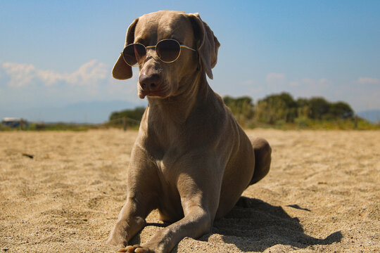 dog on the beach watching with sunglasses