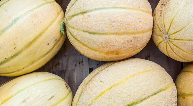 Sweet melons in the market store. Melon fruit