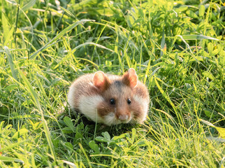Wildlebender Feldhamster mit gefüllten Backen in Frontalansicht