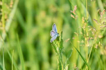 Bläuling sitzt auf einer sonnenbeschienenen Wiese mit geöffneten Flügeln