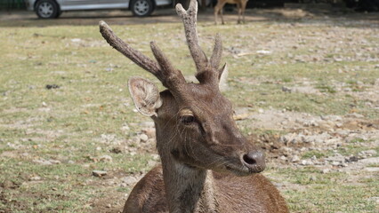 red deer, cervus elaphus, deer with new growing antlers facing camera in summer nature. Herbivore alert from side view with copy space. A wild animal 