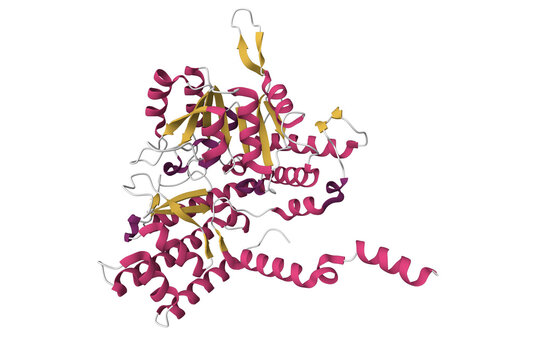 Recombinant human serine hydromethyltransferase. 3d cartoon model, secondary structure color scheme, PDB 1bj4