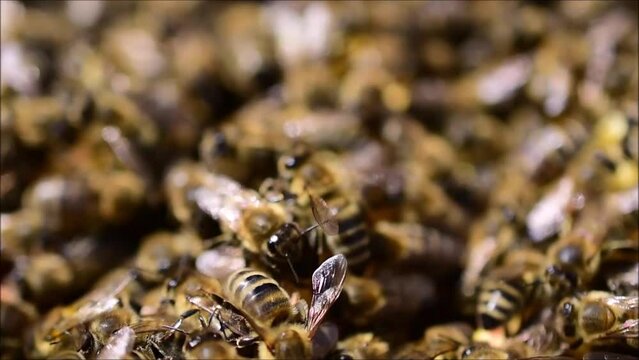 Bienen in Nahaufnahme im Bienestock, dichte Bienenpopulation