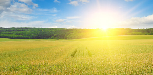 Green wheat field and the sunrise . Wide photo.