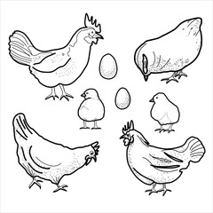 Happy chicken clipart. Farm Animals, Rooster, Hen, Bio Eggs, Coop, Chicks, Nest, Eco Village. Isolated elements. Stock illustration. Hand painted line art, doodle.