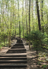 Pedestrian walking path in the forest; spring, the leaves are turning.
