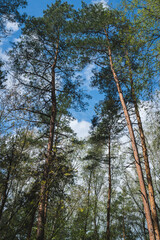 Bottom up view of pine tree tops against blue sky