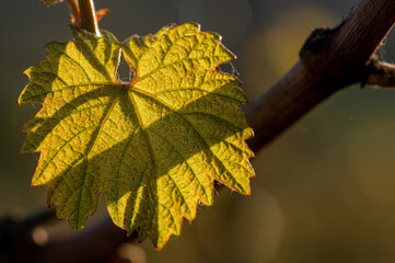 nature vignoble champagne printemps