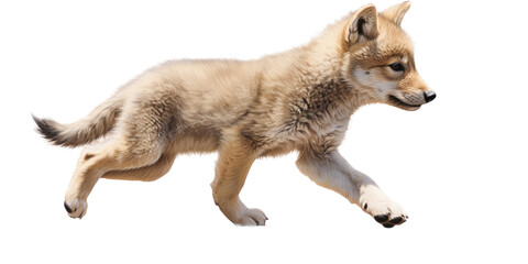 Obraz premium a transparent PNG of a Wolf pup trotting in motion in a side view as an isolated, photorealistic illustration. Generative ai