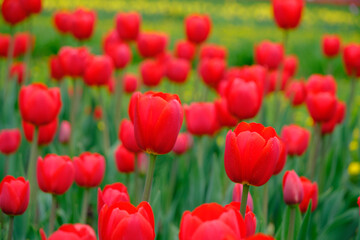 Obraz premium Red tulips green background.Bright beautiful flowers.Spring nature.