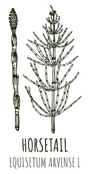 Drawings of FIELD HORSETAIL. Hand drawn illustration. Latin name EQUISETUM ARVENSE L.