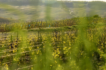 nature vignes vignerons champagne printemps