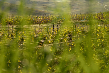 nature vignes vignerons champagne printemps