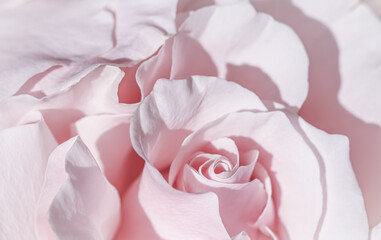 Pale pink white rose flower. Macro flowers background for holiday design