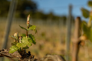 nature vignes vignerons champagne printemps