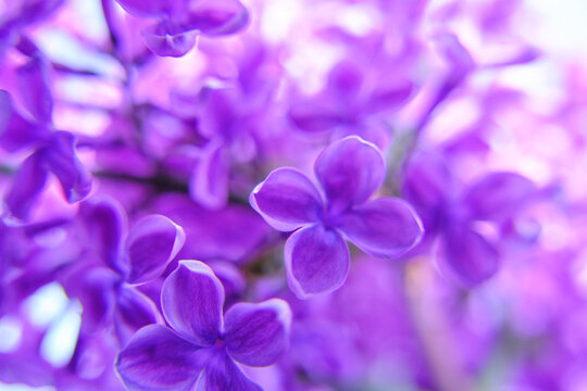 Blooming lilac in bright rays sun.Beautiful, spring lilac background with flowers. © freeman83