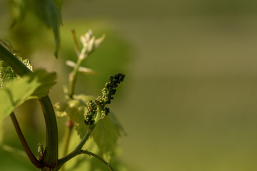 nature vignes vignerons champagne printemps