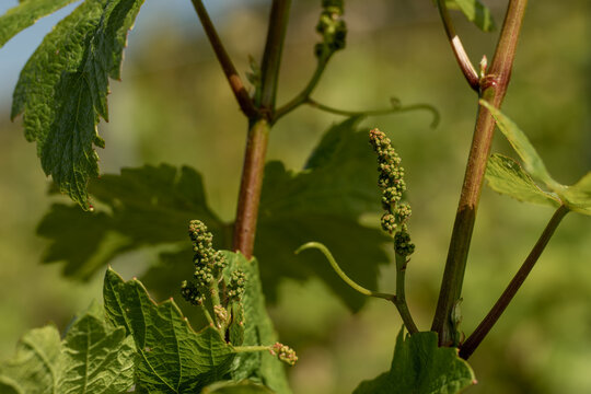nature vignes vignerons champagne printemps