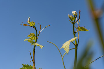 nature vignes vignerons champagne printemps