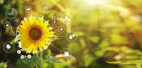 Sunflower in field and icons of iot application. Concept of smart farming