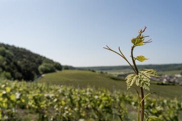 nature vignes vignerons champagne printemps