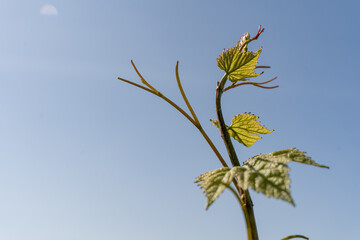 nature vignes vignerons champagne printemps