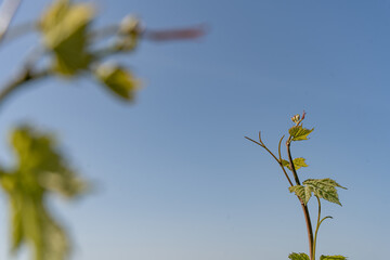 nature vignes vignerons champagne printemps