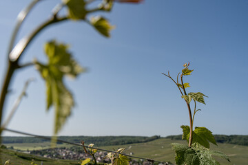 Fototapeta premium nature vignes vignerons champagne printemps