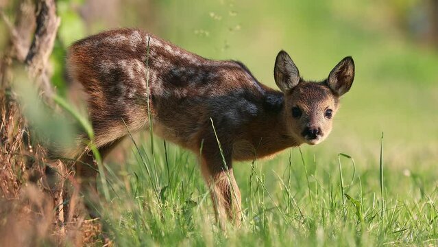 Adoreable newborn roe deer - capreolus capreolus - is looking in the camera, watching, then lying in the green grass to hide