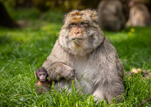 Barbary Macaque, Trentham Monkey Forest, Stoke-on-Trent