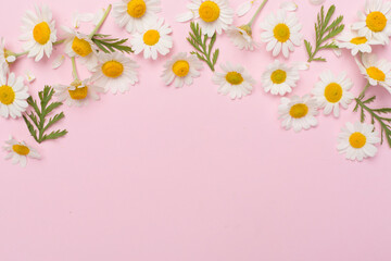Fototapeta na wymiar Flat lay with chamomile flowers on color background, top view
