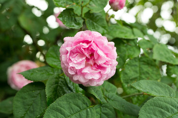 Roses flower blooming in garden, closeup view