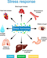 Stress response. Fight-or-flight response. stress hormones.