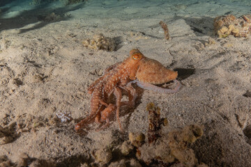 Octopus king of camouflage in the Red Sea, Eilat Israel 
