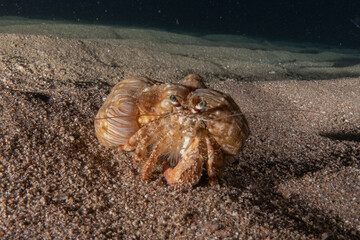 Lobsters in the Red Sea Colorful and beautiful, Eilat Israel
