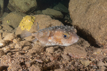 Fish swimming in the Red Sea, colorful fish, Eilat Israel
