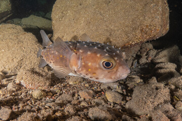 Fish swimming in the Red Sea, colorful fish, Eilat Israel
