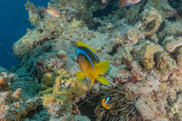 Fish swimming in the Red Sea, colorful fish, Eilat Israel
