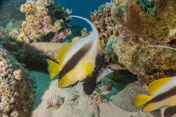 Fish swimming in the Red Sea, colorful fish, Eilat Israel
